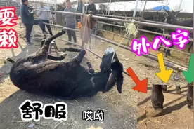 母驴长一双叫驴眼，师傅一眼看出它的性格不一般，它果然闹反了天视频封面