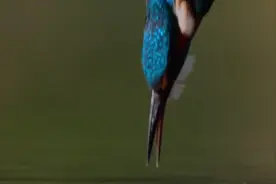 我们的星球风景如画视频封面