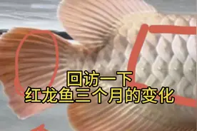 回访一下红龙鱼三个月的变化过程视频封面