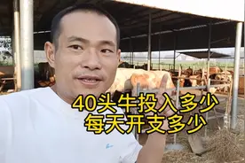 农村自繁自养40头牛，投入开支，每天饲喂成本视频封面
