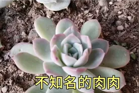 冬天的绮罗变美了，白鸟也开花了，还有一棵不知名的肉肉视频封面