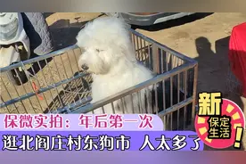 年后第一次逛保定北阎庄狗市，买狗粮猫粮，边境牧羊犬100块一条视频封面