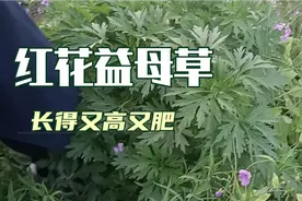 红花益母草搭配有大作用！视频封面
