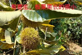 清除板栗树寄生视频封面