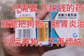 狗狗最重要肠胃问题？只需要几块钱的人药，就能把狗狗肠胃治好？