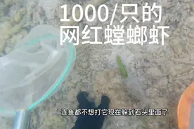 潜水捕获网红螳螂虾，据说被炒作到1000￥一只视频封面