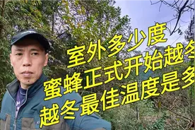 蜜蜂多少度开始越冬？最佳越冬温度是多少？什么情况需要保温视频封面