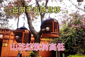 上百只画眉鸟一起鸣叫是什么感觉，古意蒙阳景色如画视频封面