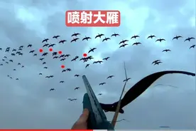 俄罗斯猎人合法狩猎大雁！狩猎一次能供一家吃十天半个月！视频封面
