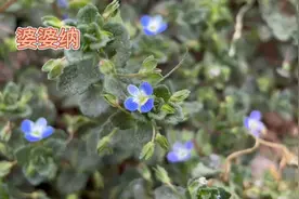 身边的草药（360），婆婆纳，益肾强腰凉血止血消肿止痛的草药视频封面