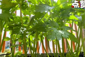 怎样栽芹菜，才能让芹菜又脆又嫩，成活率百分百，注意做好这几点视频封面