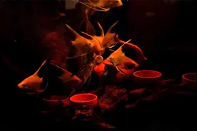 详细说下底砂过滤水泵出水过急，三合一水泵出水过大，如何改造呢视频封面