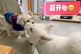 看大狗和小狗如何相处？为什么体型差距那么大竟然能玩的这么开心视频封面