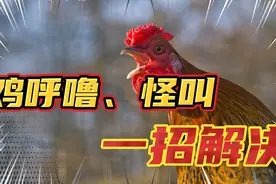 不管养什么鸡，出现甩鼻、呼噜、怪叫，一招教你解决视频封面