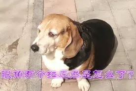 宠物狗眼角红肿，长个肉疙瘩竟是这个原因视频封面