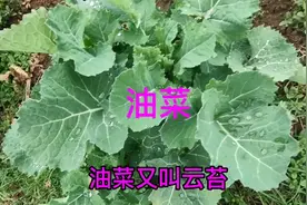 #油菜叶油菜花油菜籽油的功效与作用及食用的好处。视频封面