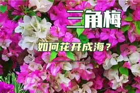 有寒冷冬天的地方，三角梅如何花开成海？培养成大树告诉你方法。视频封面