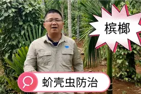 防治槟榔蚧壳虫
用新亮歼加费托
效果太好了视频封面