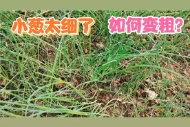小葱刚出来的时候，小苗太细了，如何使小葱变粗？用两个步骤