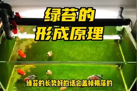 绿苔的形成原理、过程和常见问题解决方法，看完这个视频你都懂了视频封面
