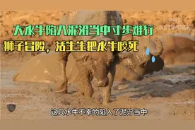 大水牛深陷泥沼被困寸步难行，狮子甘愿冒险，活生生把大水牛咬死视频封面