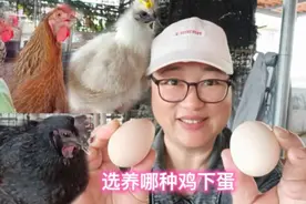 楼顶种菜箱养鸡，养鸡下蛋已经几年了，看看选养哪种母鸡下蛋最好视频封面