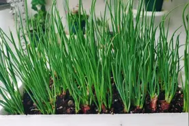 种小葱收割两次越长越细，没多久就枯死，是你的养护方法不正确