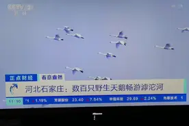 滹沱河水域迎来尊贵的野生白天鹅！视频封面
