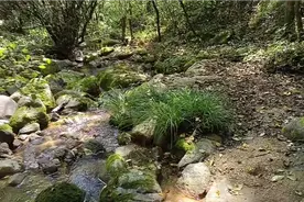 陕西宝鸡老妹进秦岭深山在丛林中发现蛇🐍吓😱人啊视频封面
