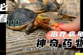 推荐一种治疗龟病的好药，常见龟病都能治疗。便宜又容易买到。视频封面