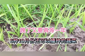 6种适合10月份种植的蔬菜，现在种还不晚，不要错过哦