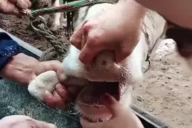 用盐搓牛舌头健胃好方法，效果杠杠地！视频封面