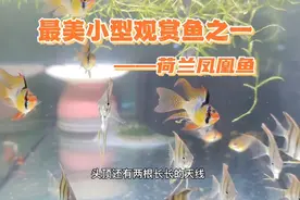 最美小型观赏鱼之一荷兰凤凰，不仅颜值高，繁殖过程也特别有意思视频封面