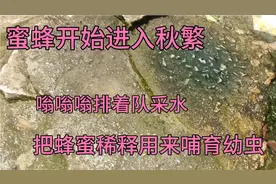 蜜蜂开始进入秋繁，嗡嗡嗡排着队采水，把蜂蜜稀释用来哺育幼虫。视频封面