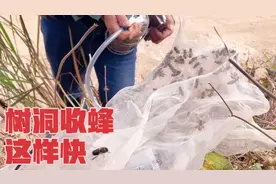 路边的百年老树洞又来蜂了  树洞收蜂这样快  30分钟全搞定了视频封面