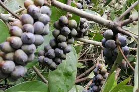 高产木本粮食树种——多穗石柯视频封面