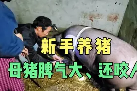 农村新手养猪人，遇到母猪脾气暴躁喜欢咬人，仔猪吃奶也不容易视频封面