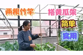 坡姐给黄瓜秧搭架，只用两根竹竿就搭好了，太简单了