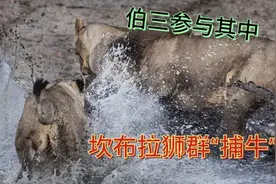 狩猎开始！亚成年狮子开始行动，伯明翰雄狮尾随其后，成功狩猎！视频封面