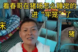 春哥进猪场的第一天，要和猪同吃同住，这牢笼生活真是太烦了。视频封面