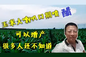 玉米大喇叭口期喷醋，可以增产，还可以防治病虫害视频封面