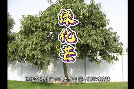 广东每个城市马路上都种有芒果，夏天硕果累累，能吃吗？答案来了