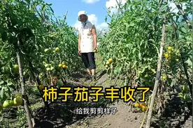 崔阿姨黑土地菜园子有机蔬菜大丰收，各种颜色真好看，有想吃的吗