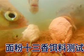 揭秘饵料厂为什么用十三香，今天面粉加十三香做饵水下测试效果视频封面
