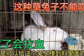 有的朋友是给兔子喂草，千万不要忽略了它，兔子吃了会受到伤害视频封面
