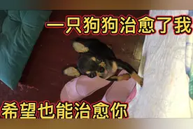 一回家又搂又亲的，介绍一下我家狗狗头上有个坑，这不是病是缺陷视频封面