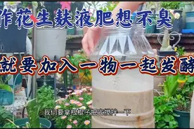 制作花生麸液肥有臭味？只要加入一物即可，可以按照这个流程制作视频封面