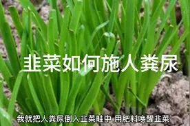 韭菜割后能马上浇灌人粪尿吗？需要注意些啥？视频封面