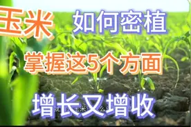 玉米如何密植？掌握这5大原则，让你的玉米产量翻倍视频封面