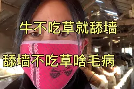 牛好几天不怎么吃草，总站墙边舔墙，这是怎么回事？视频封面